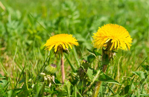 Flores Bonitas Conceito Floral Fundo Natureza — Fotografia de Stock