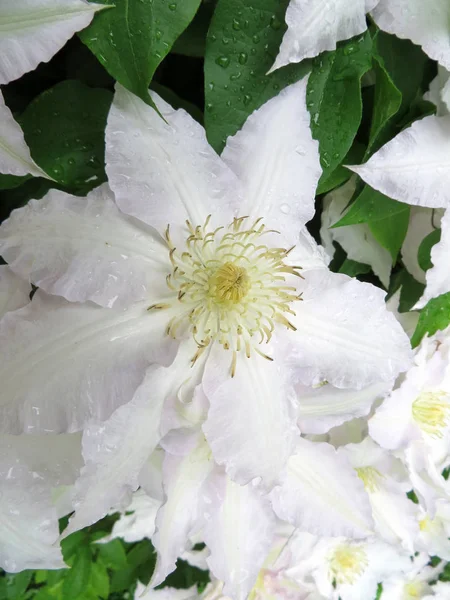 Clematis Madame Coultre — Stockfoto