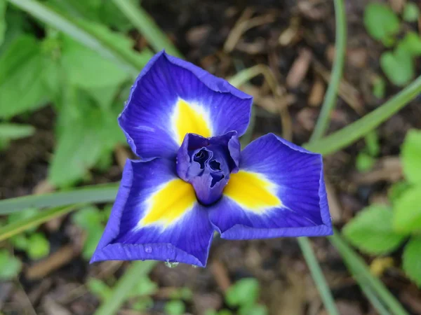 Iris Azul Iris Hollandica Diamante Azul —  Fotos de Stock