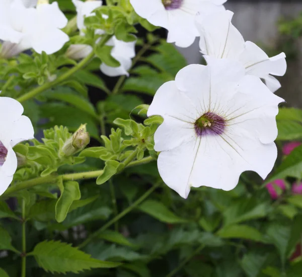 庭のペチュニアの花 — ストック写真