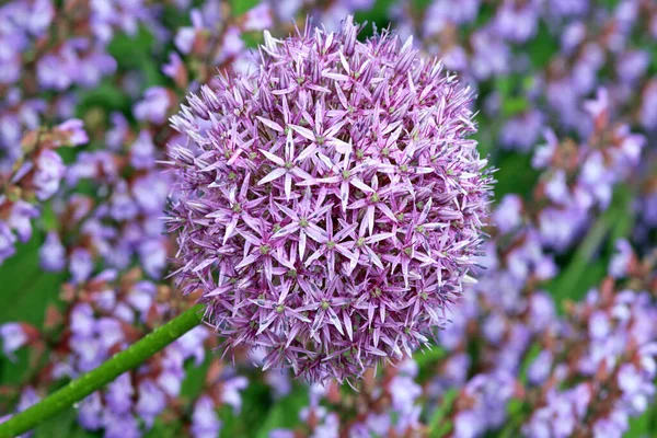 Vacker Blommande Blommor Natur Bakgrund — Stockfoto