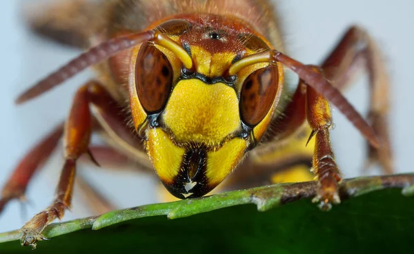 Vista Cerca Los Insectos Naturaleza —  Fotos de Stock