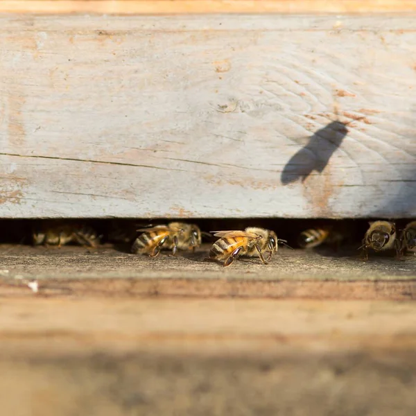 Mézelő Méhek Kaptárnál Méhek Kaptárnál — Stock Fotó
