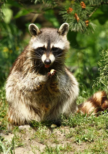 Waschbär Raubtier Säugetier — Stockfoto