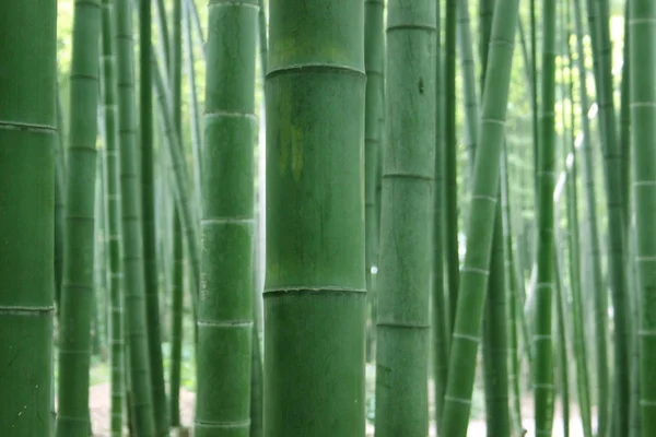 Green Bamboo Trees Flora Foliage — Stock Photo, Image