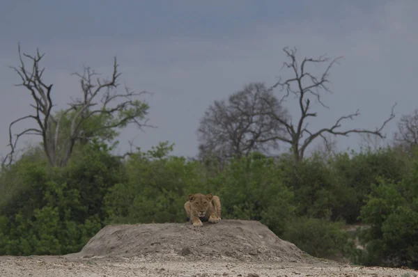 Lionne Dans Chobe Park — Photo