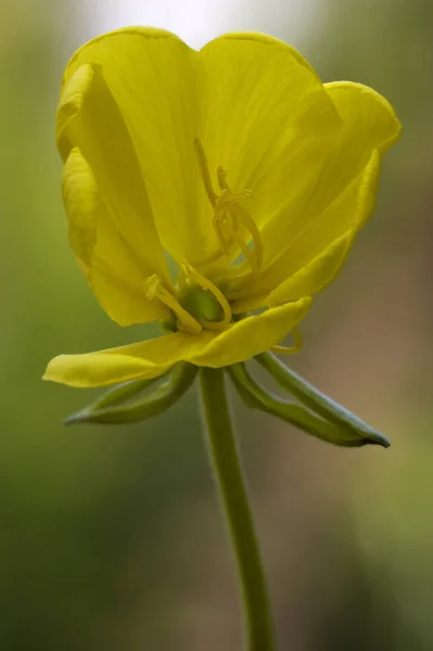 Fleur Jaune Oenothera Biennis Onagracee Stricta Parviflora Erythrosepala Crocifere — Photo