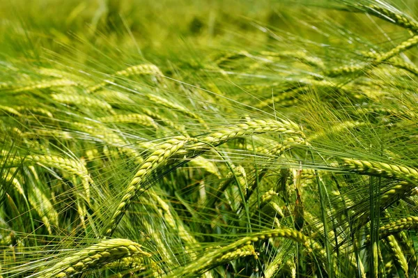 Άποψη Του Cornfield Έννοια Της Γεωργίας — Φωτογραφία Αρχείου