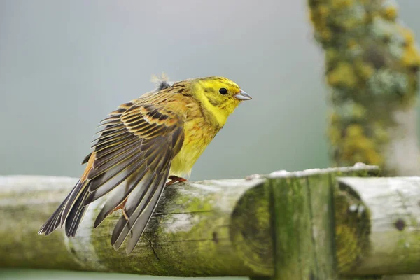 Goldammer Emberiza Citrinella Canto Male Yellowhammer — Foto Stock