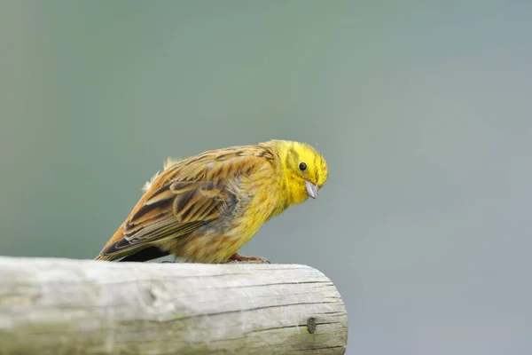 Gulhuggare Sjunger Fågel Fauna Och Natur Emberiza Citrinella — Stockfoto
