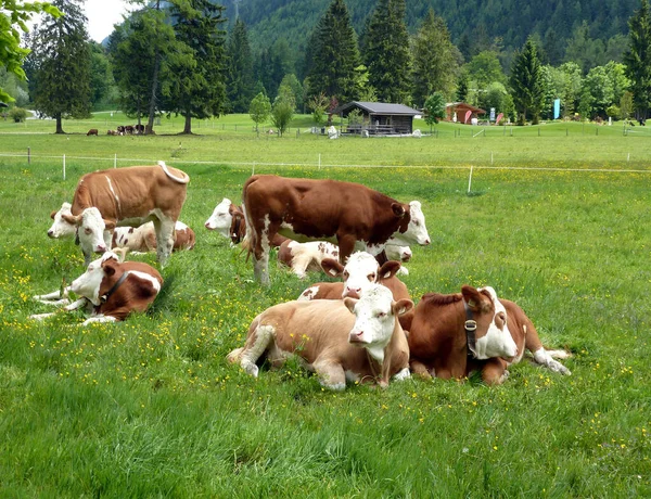 Dağ Çayırındaki Genç Sığırlar — Stok fotoğraf