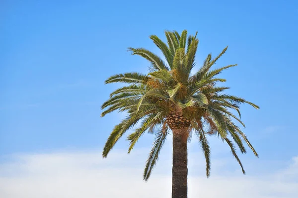 Palm Tree Front Blue Sky — Stock Photo, Image
