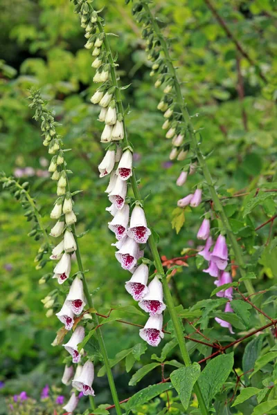 Digitalis Purpurea Pam Choice — Stockfoto