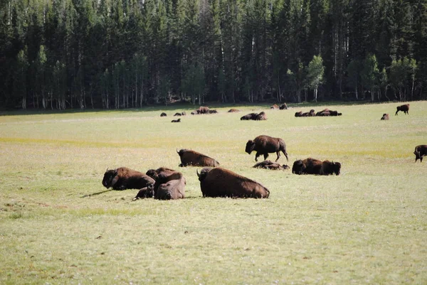 Buffalo Herbivore Animals Wildlife — Stock Photo, Image
