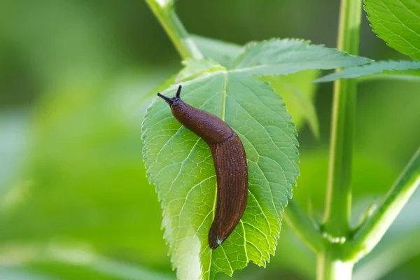 Lumaca Lumaca Animale Melma — Foto Stock