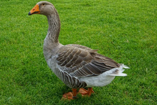 Scenic View Goose Bird Nature — Stock Photo, Image