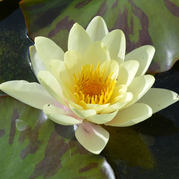 Flor Lírio Água Planta Lótus — Fotografia de Stock