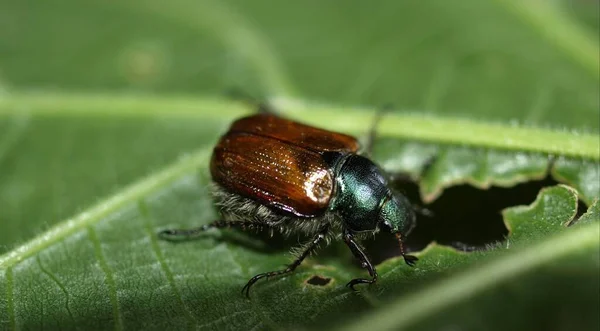 Vahşi Doğada Böceğe Yakın Çekim — Stok fotoğraf