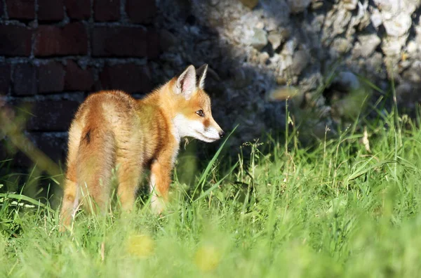 scenic view of young animals