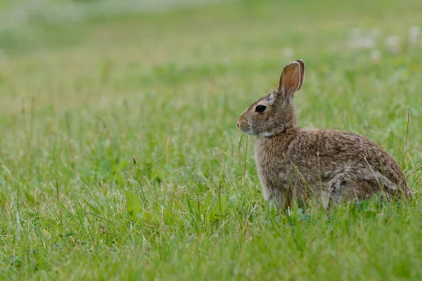 Animali Giovani Attenzione Selettiva — Foto Stock