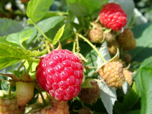 Vacker Botanisk Skott Naturliga Tapeter — Stockfoto