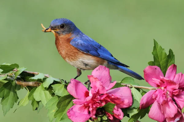 Männlicher Östlicher Blauvogel Sialia Sialis Auf Einem Barsch Mit Blüten — Stockfoto