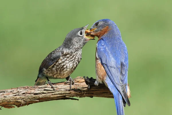 Male Eastern Bluebird Sialia Sialis Feeding His Hungry Baby — Stock Photo, Image