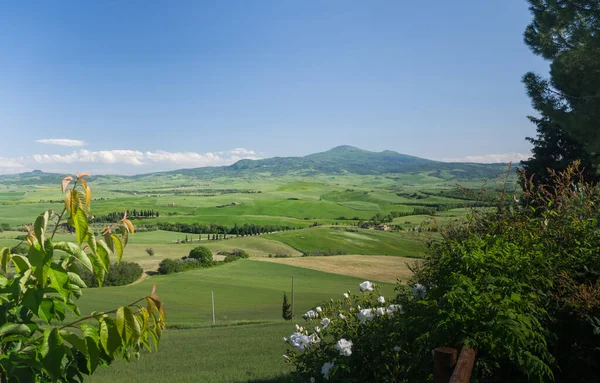Blick Auf Felder Der Toskanischen Landschaft Des Val Orcia Mit — Stockfoto