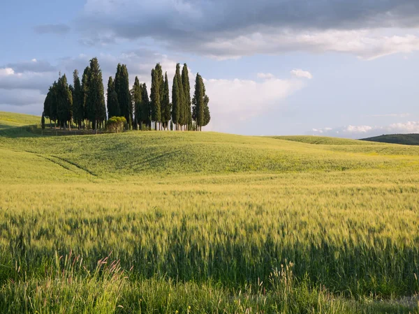Group Cypress Tree Tuscan Landscape Val Orcia Early Night Sun — стокове фото
