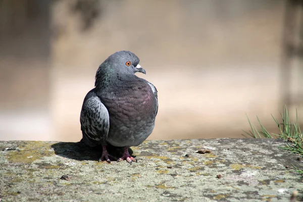 Fågel Tema Pittoreska Skott — Stockfoto