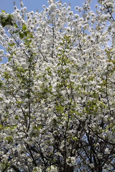 Frühlingsblüte Blumen Auf Baum — Stockfoto