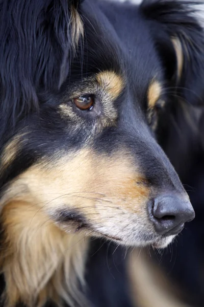 Retrato Lindo Perro — Foto de Stock