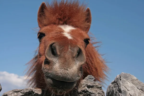 Paard Kijkt Muur — Stockfoto