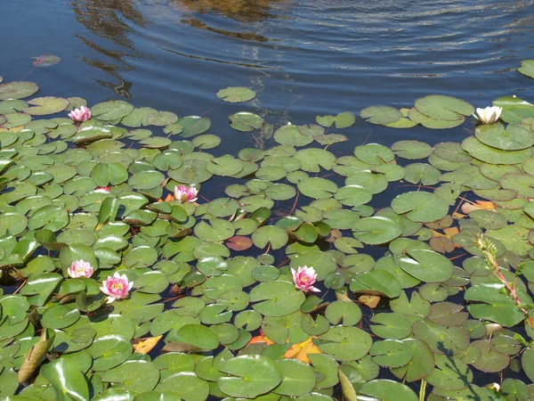 Água Lily Nymphaeaceae Uma Lagoa Água — Fotografia de Stock