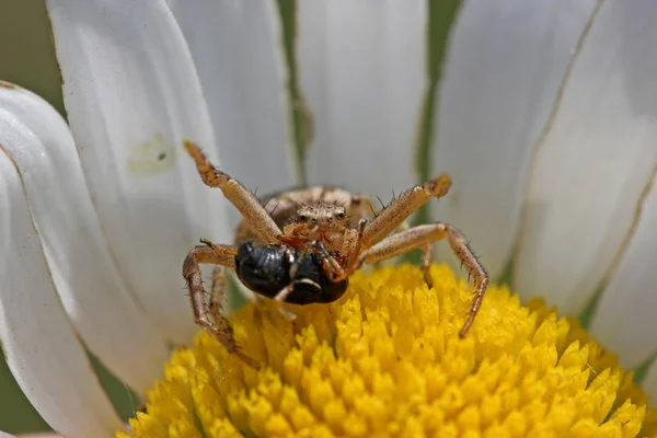 Krabbeedderkopp Insekts Dyr – stockfoto