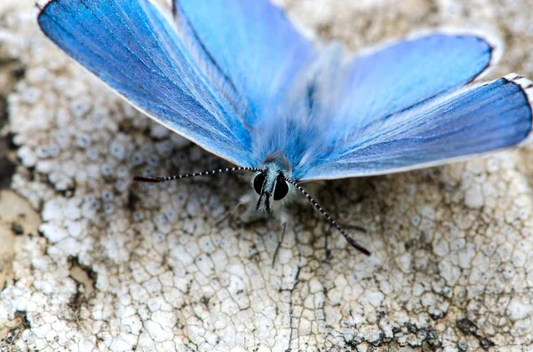 Macro Uma Borboleta Lysandra Bellagrus — Fotografia de Stock