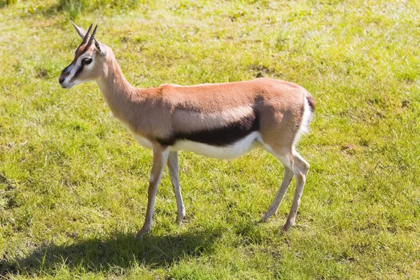 Animal Antílope Natureza Fauna — Fotografia de Stock