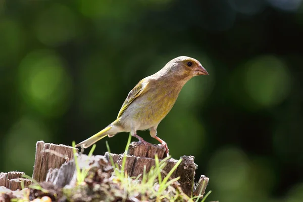 Vista Cênica Belo Pássaro Finch Bonito — Fotografia de Stock