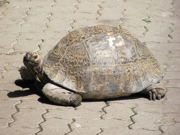 Reptiel Schildpad Dier Natuur Fauna — Stockfoto