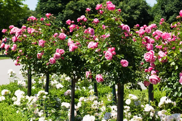 Rosal Con Rosas Rosadas Botánica Jardín —  Fotos de Stock