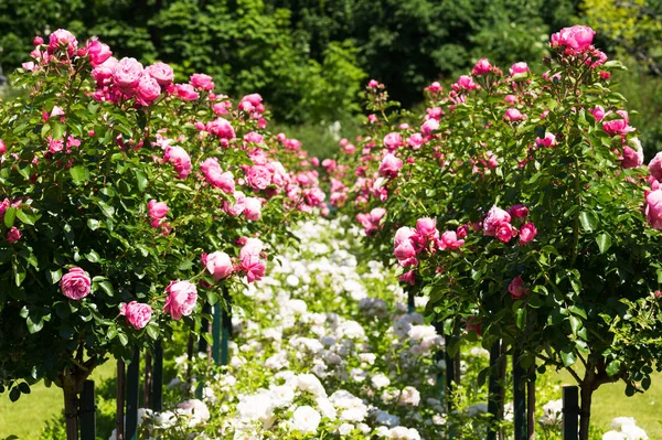 Розовый Куст Розовыми Розами Ботаника Саду — стоковое фото