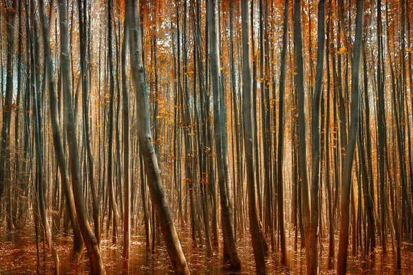 Vista Panoramica Della Flora Nella Foresta Selvatica — Foto Stock