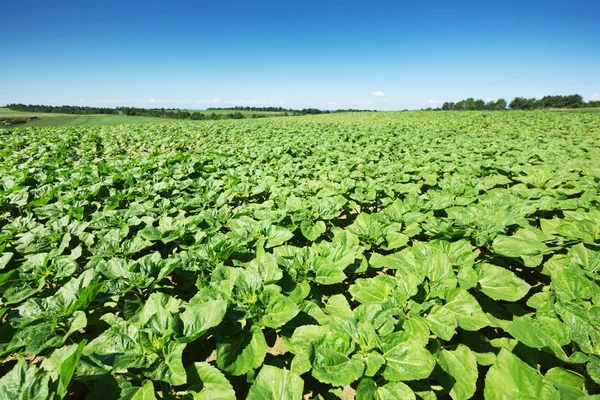 Landscape Agriculture Field Crop Daylight — Stock Photo, Image