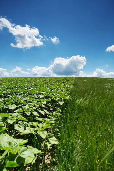 Landscape Agriculture Field Crop Daylight — Stock Photo, Image