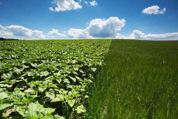 Landscape Agriculture Field Crop Daylight — Stock Photo, Image