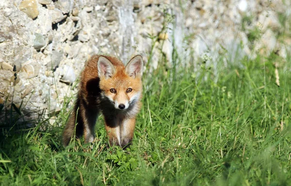 Kızıl Tilki Vulpes Vulpes Vulpes — Stok fotoğraf