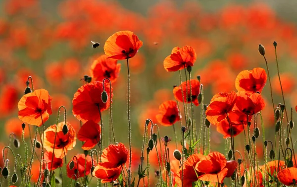 Vista Cerca Hermosas Flores Amapola Silvestre — Foto de Stock