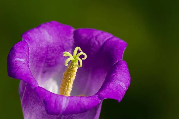 Malerische Aussicht Auf Schöne Natürliche Glockenblume — Stockfoto