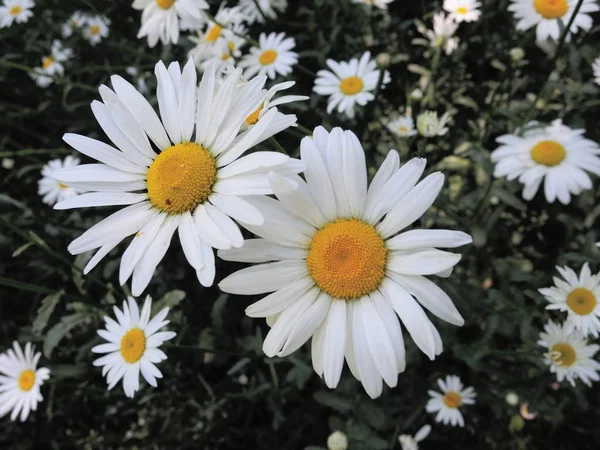 Koncepcja Flory Letniej Kwiatowej Botanicznej — Zdjęcie stockowe