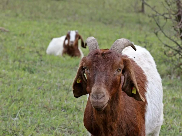 Boer Get Med Unga — Stockfoto